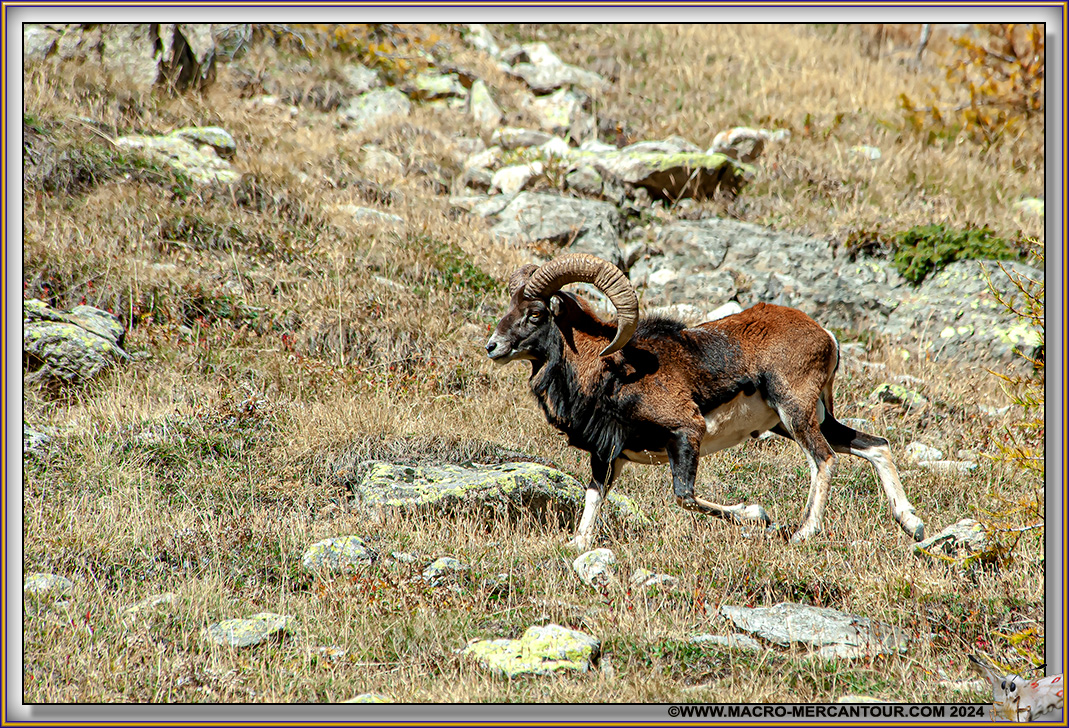 MOUFLONS